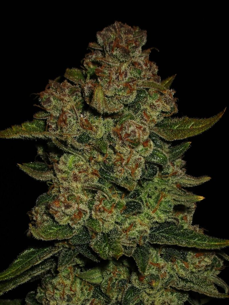 Papaya Cookies Auto, Фасовка: 3, изображение 8